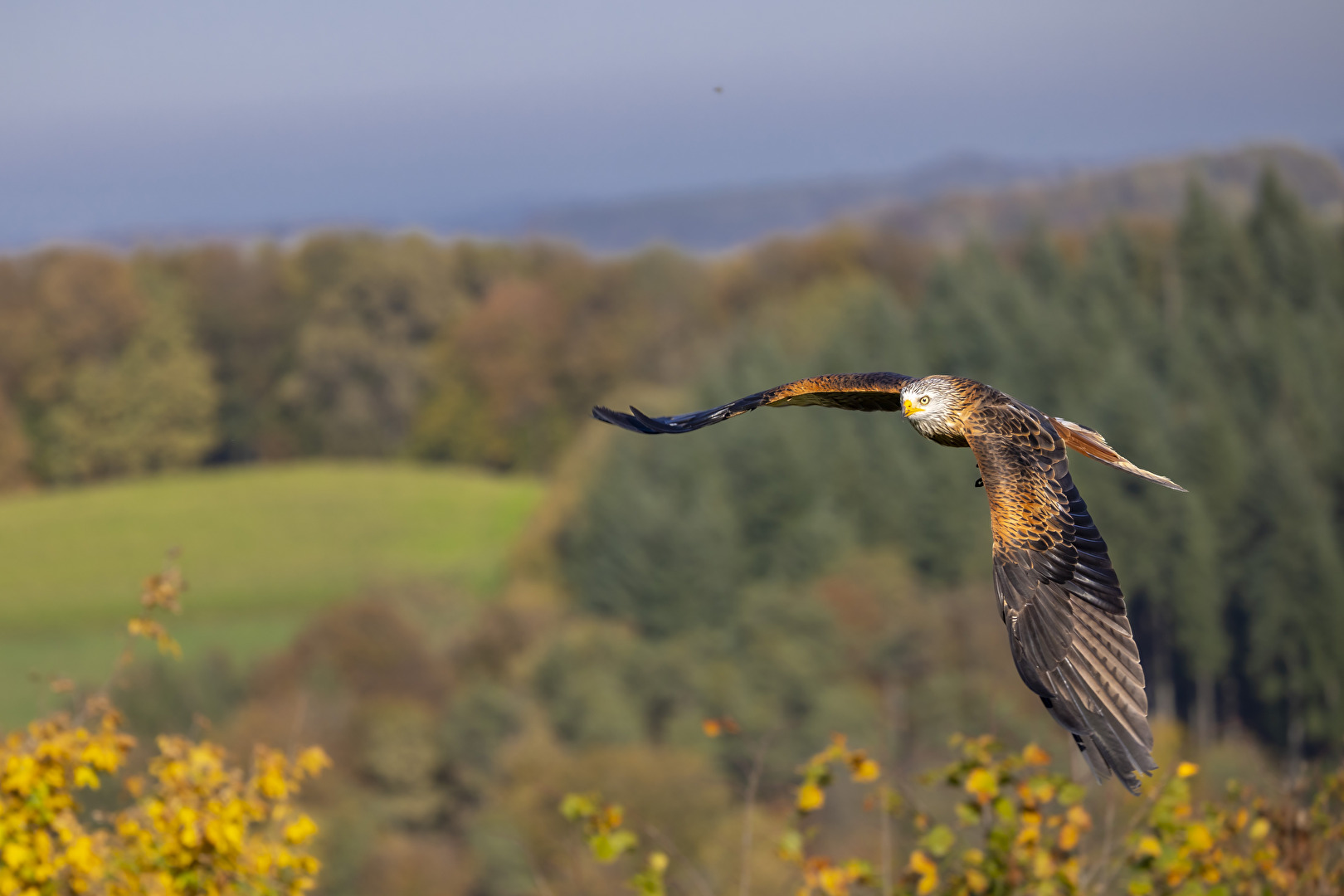 Vögel