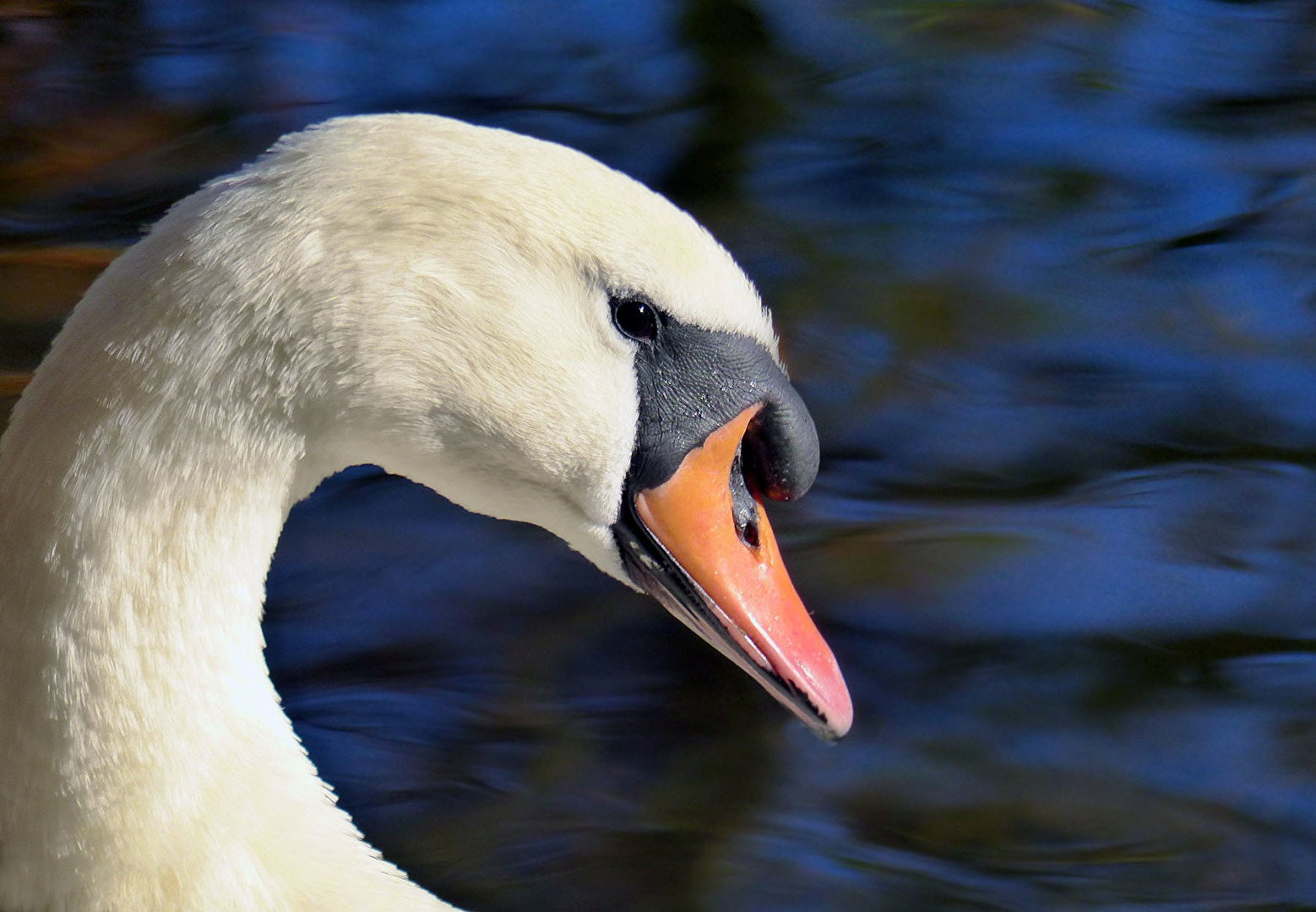 Schwan im Profil