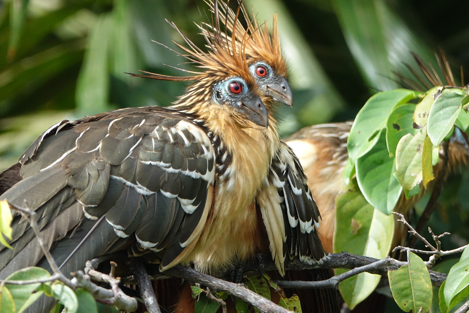 Hoatzin