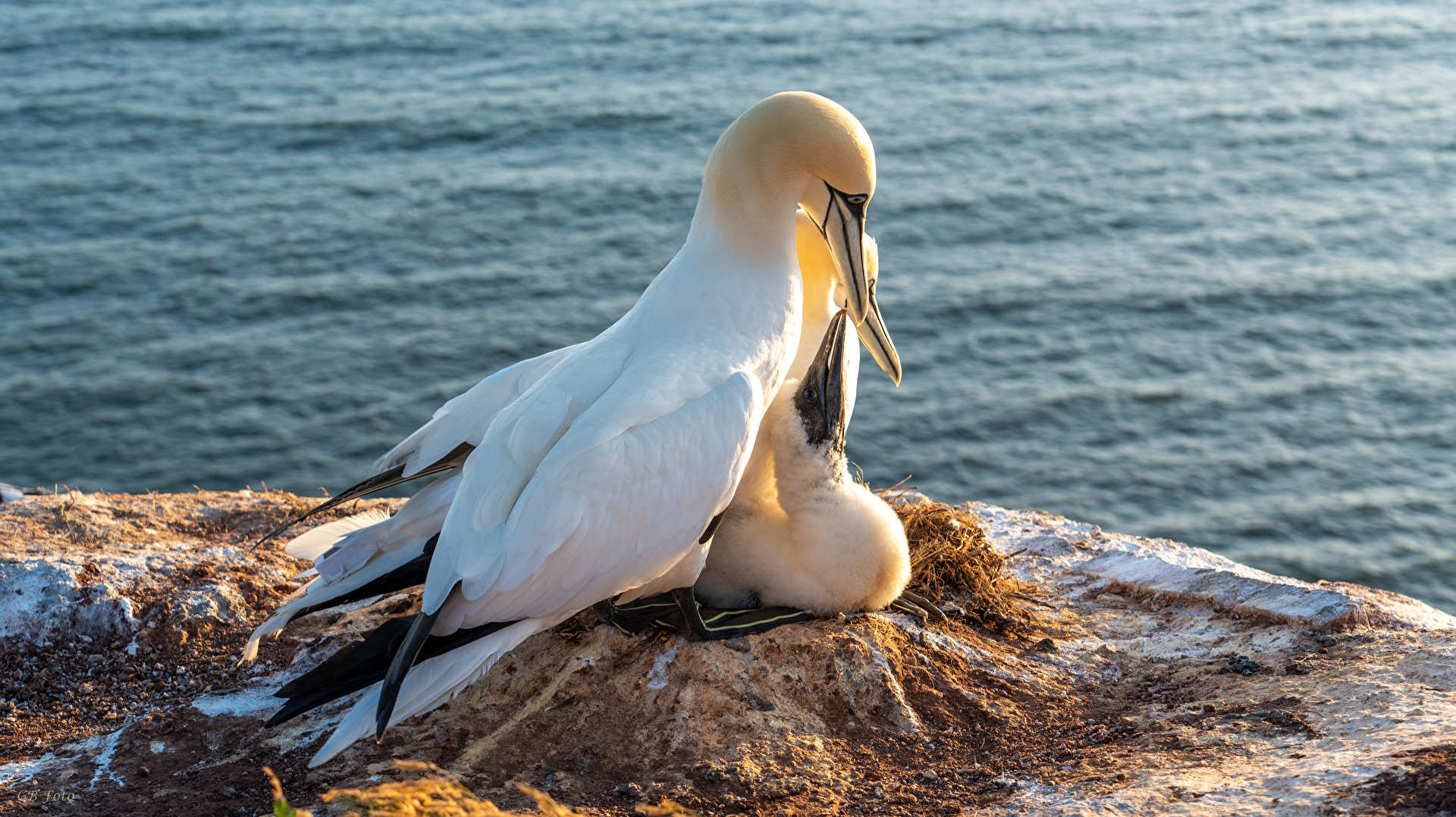 Basstölpel auf Helgoland