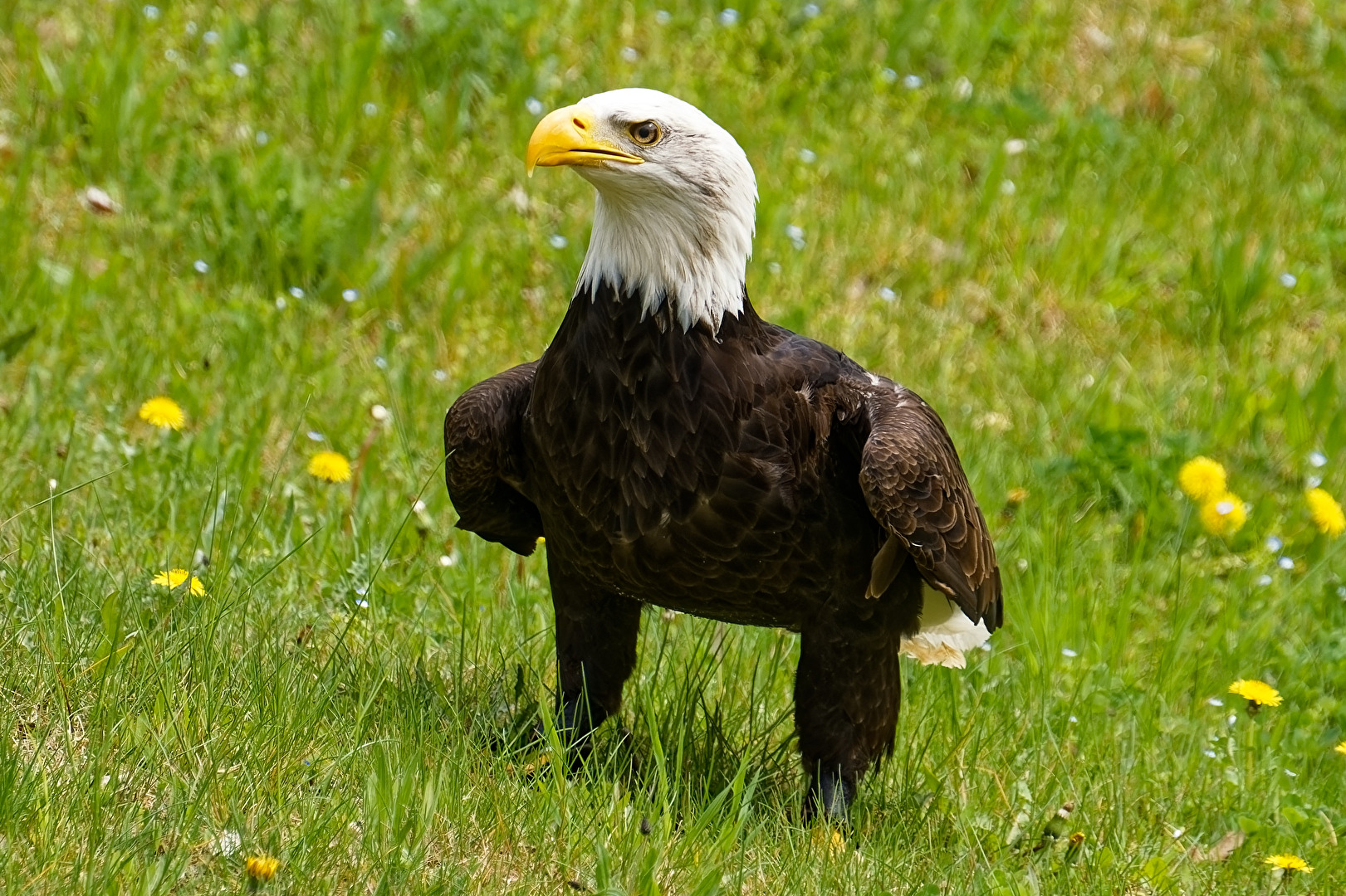 Weißkopfseeadler