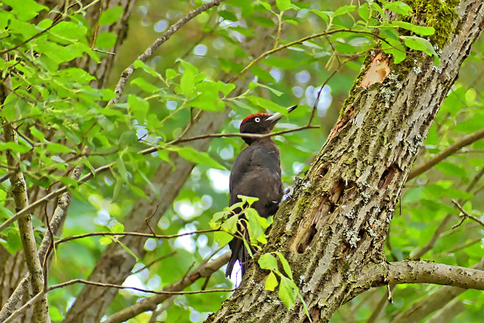 Schwarzspecht (Dryocopus martius)