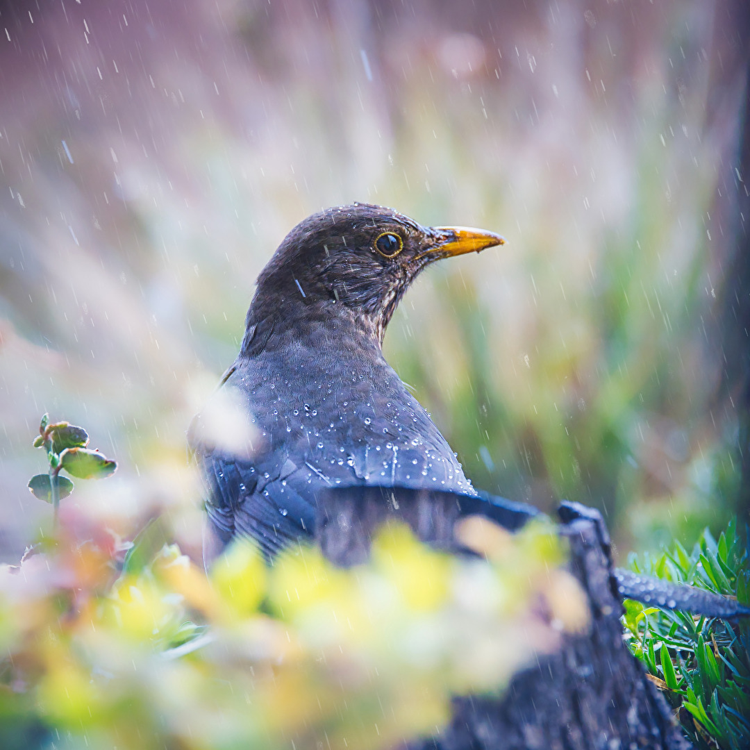 und dann kam der Regen ...