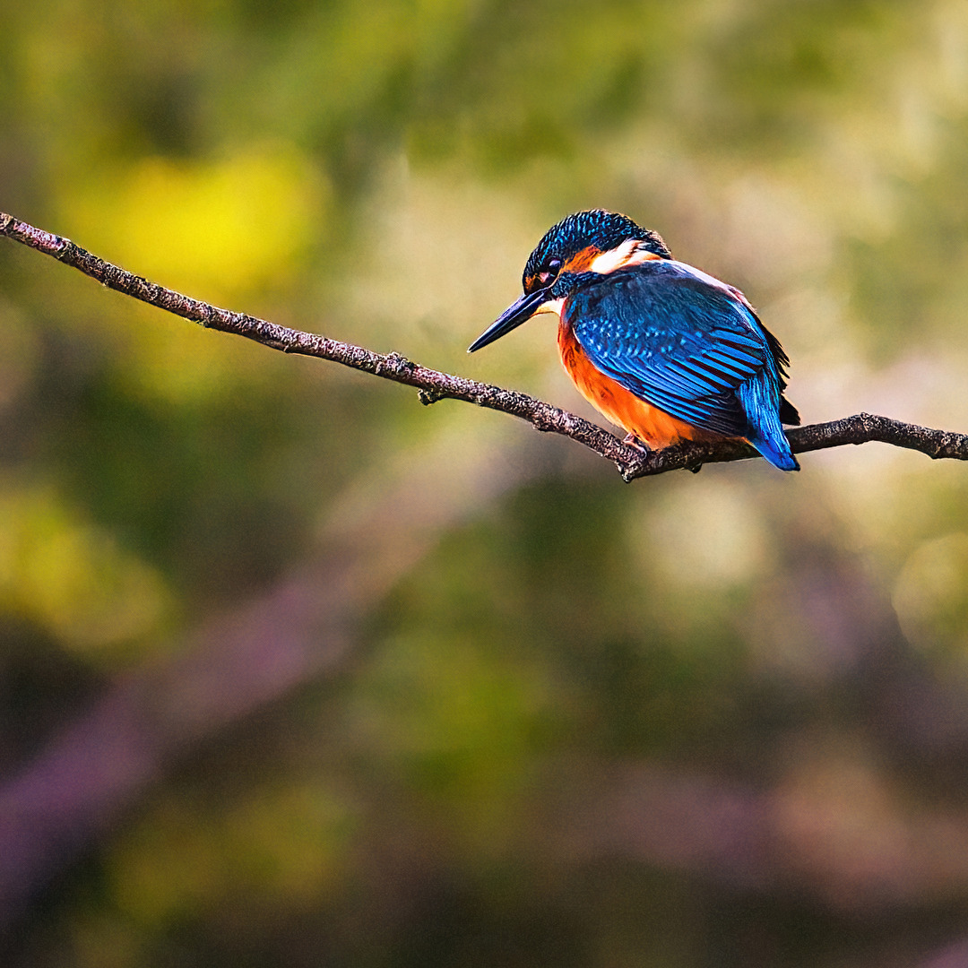 Eisvogel