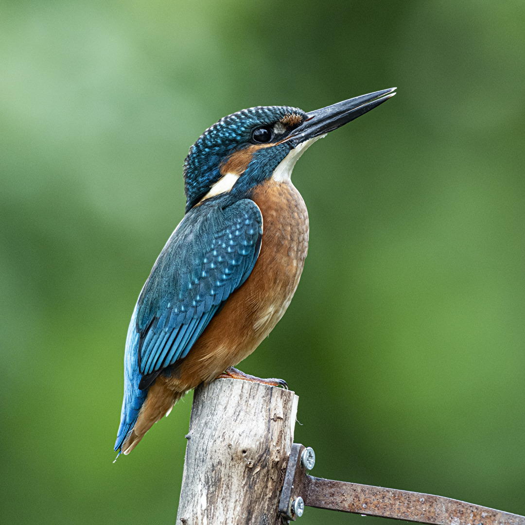 KingFisher