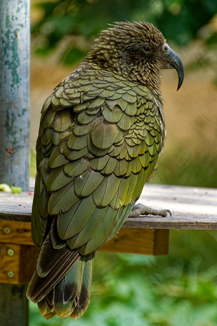 Kea