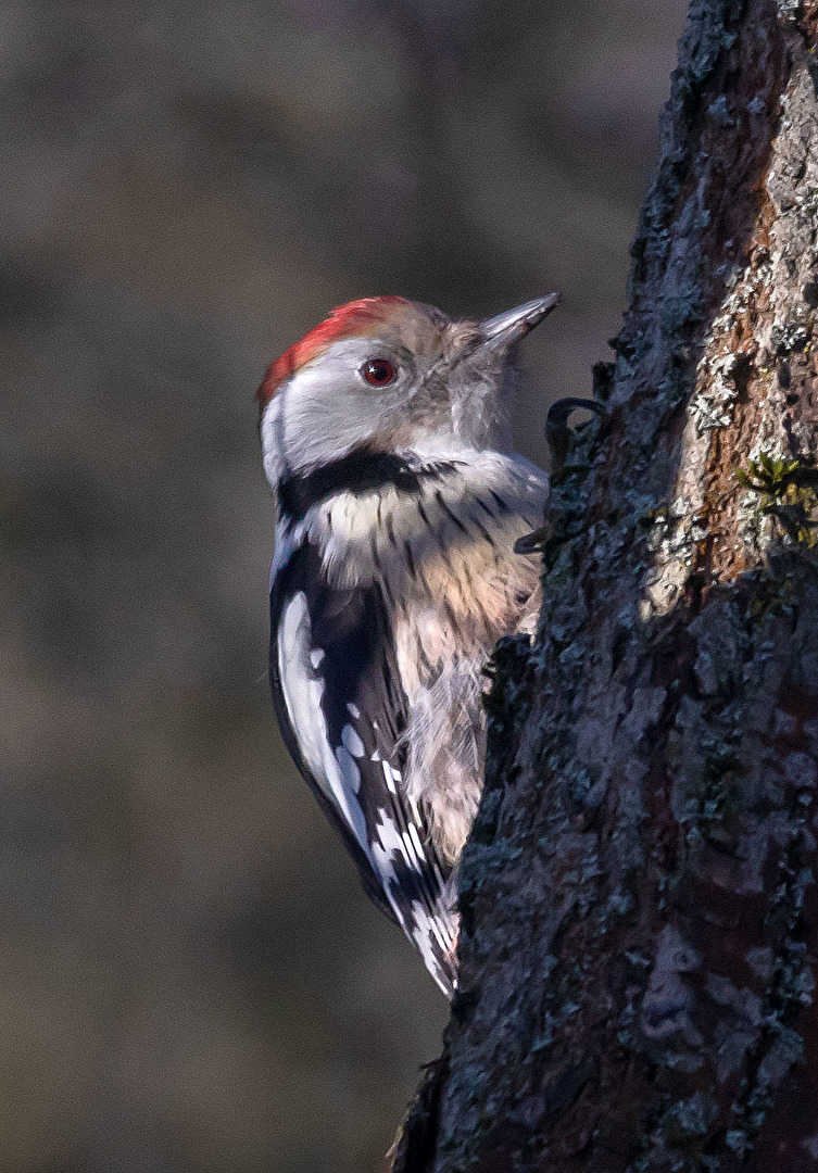 Buntspecht bei der Arbeit