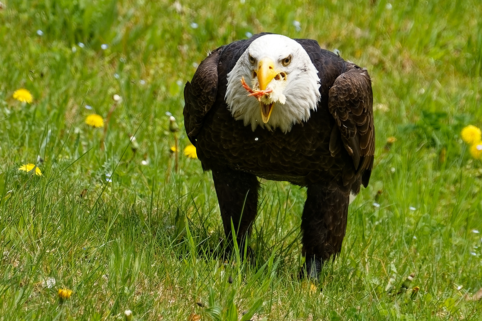 Weißkopfseeadler