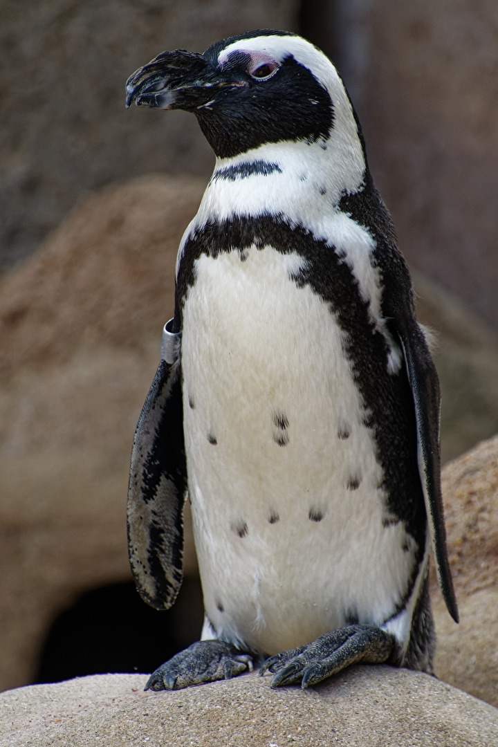 Pinguin