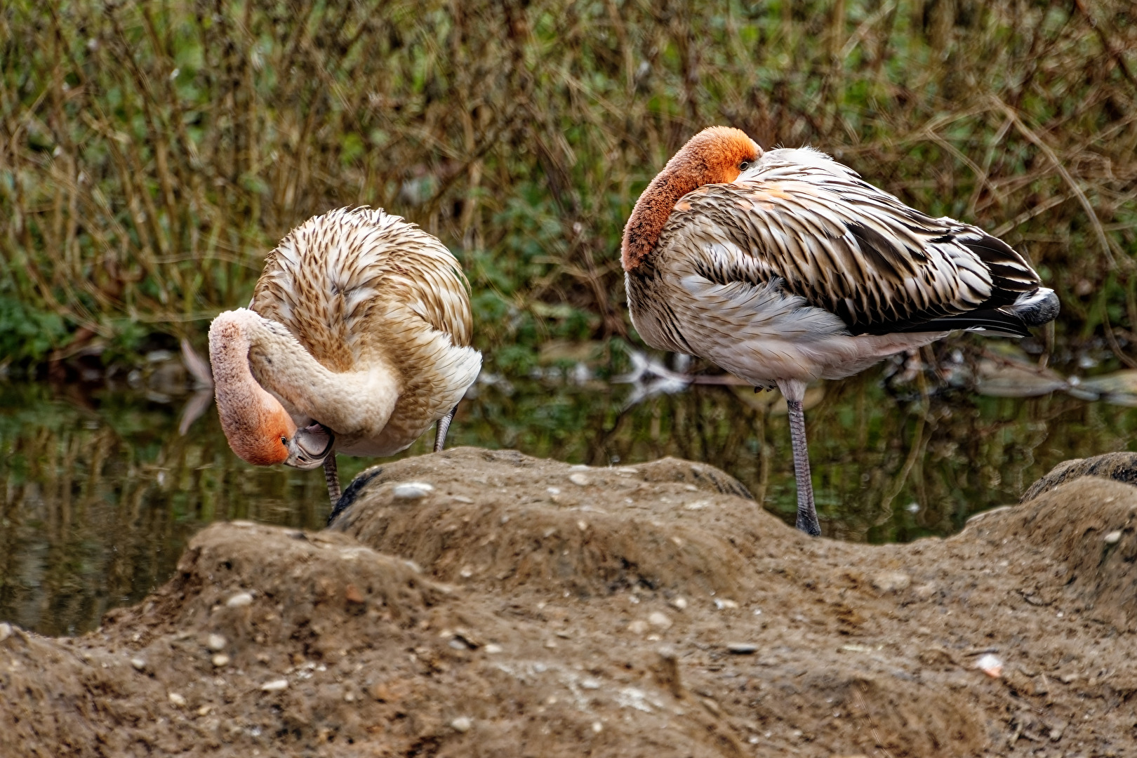 junge Flamingo