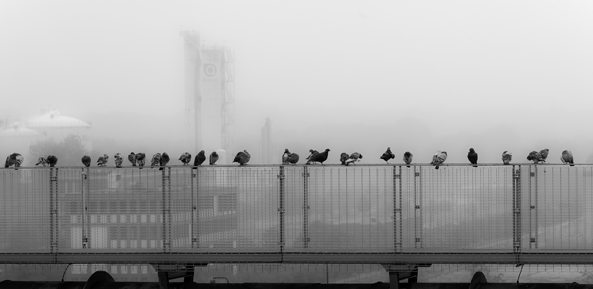 Tauben im Nebel