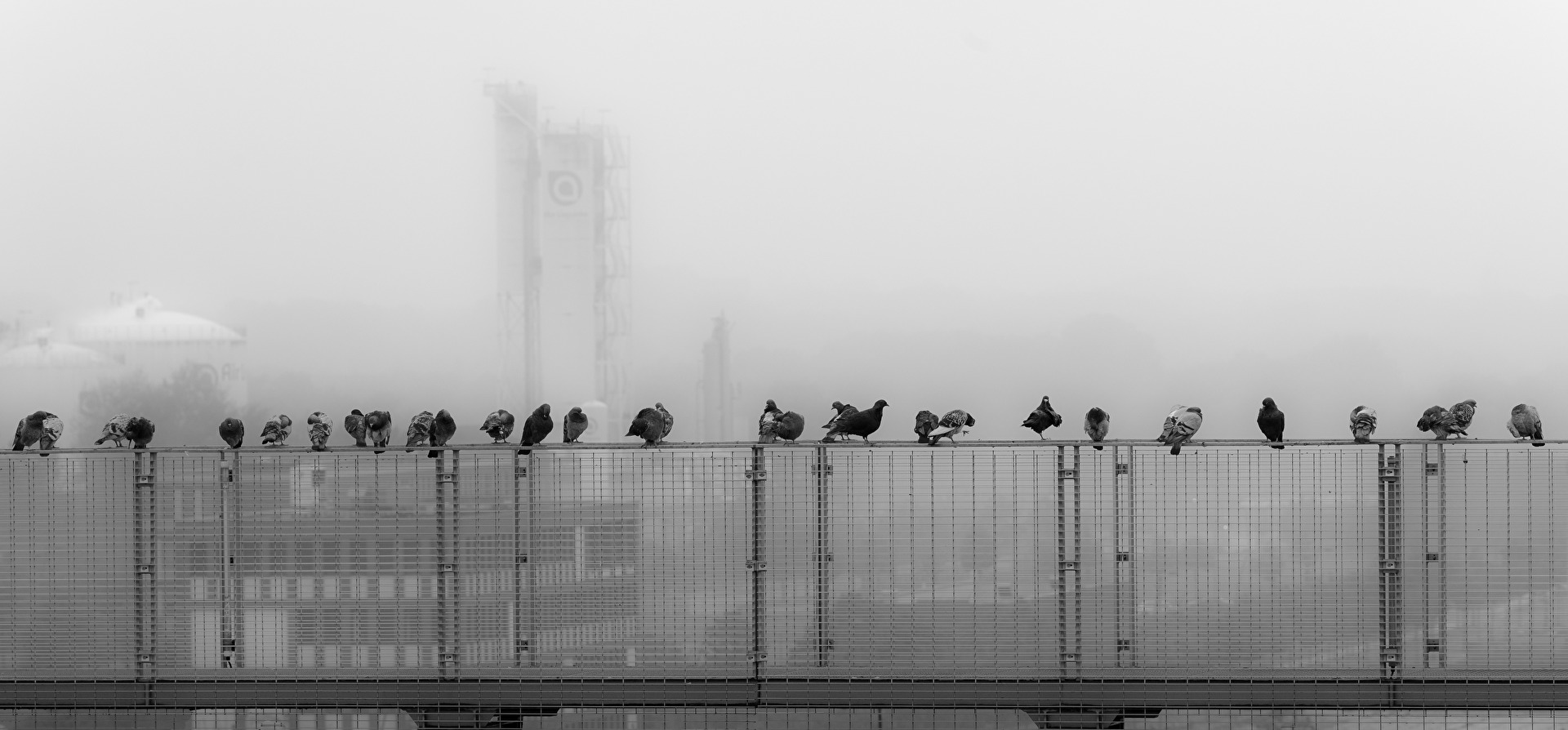 Tauben im Nebel (geänderte Fassung)