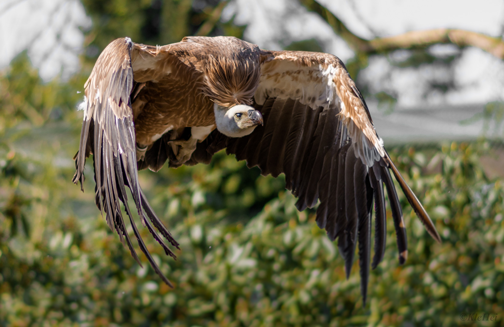 Flugstudie Geier