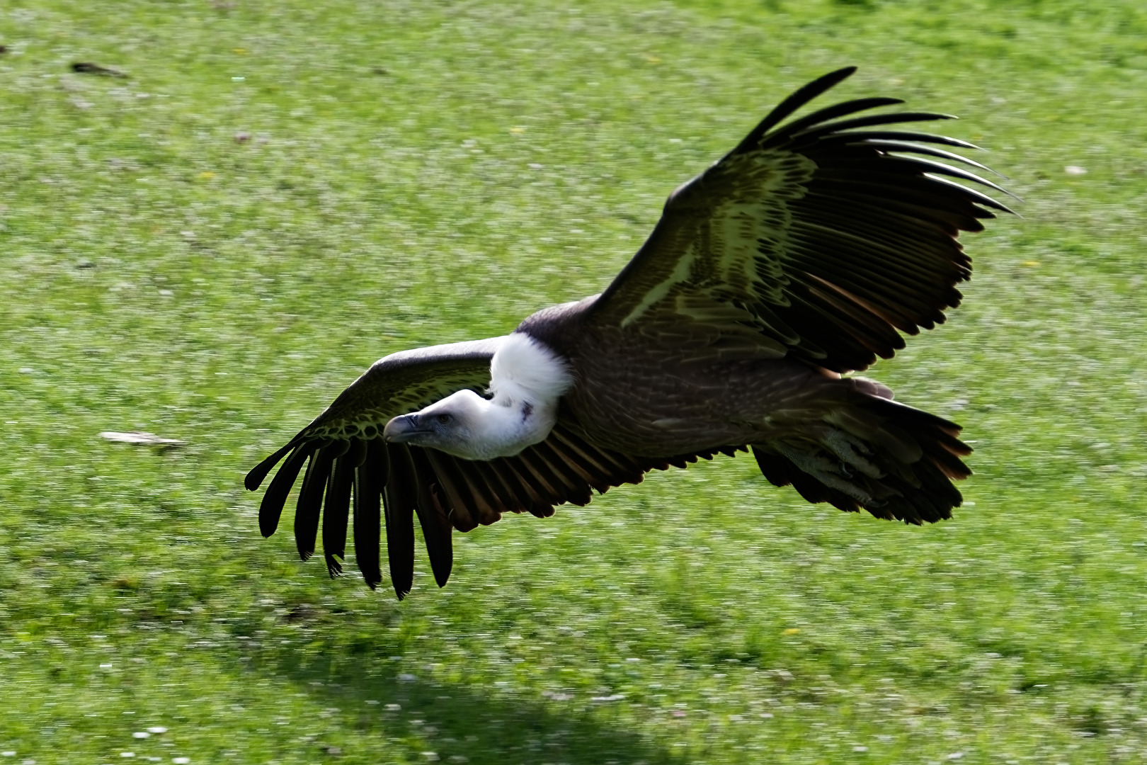 Gänsegeier