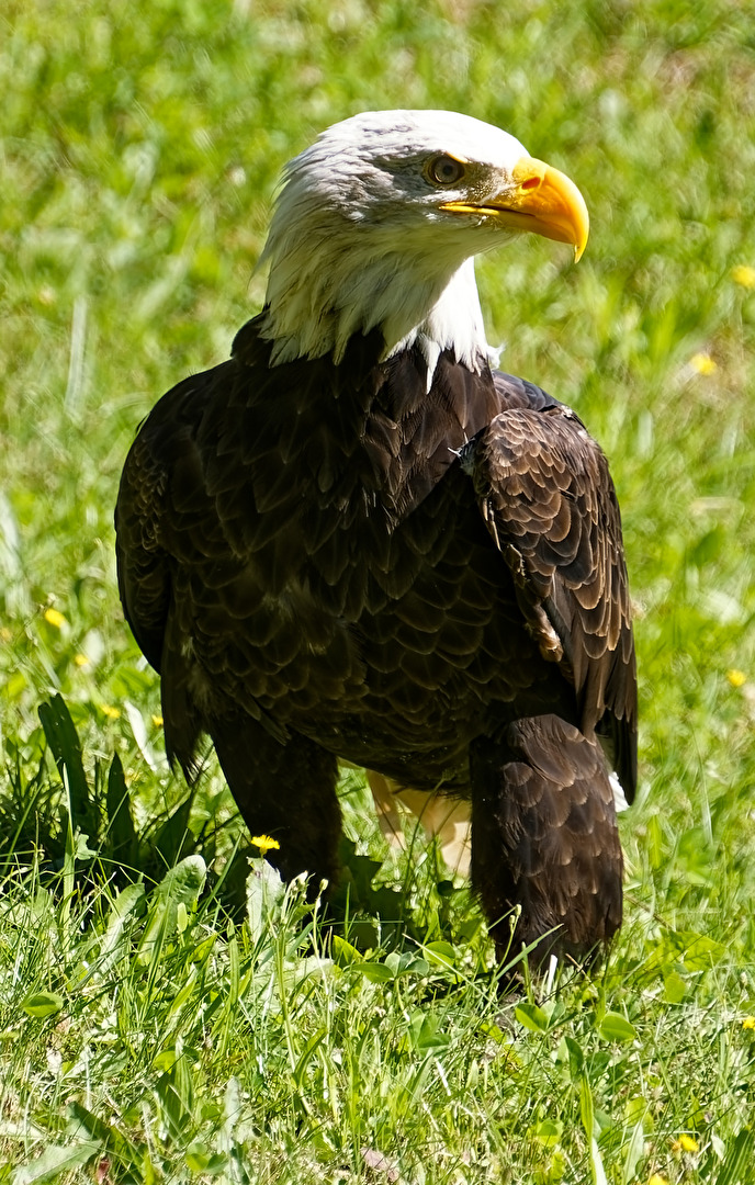 Weißkopfseeadler