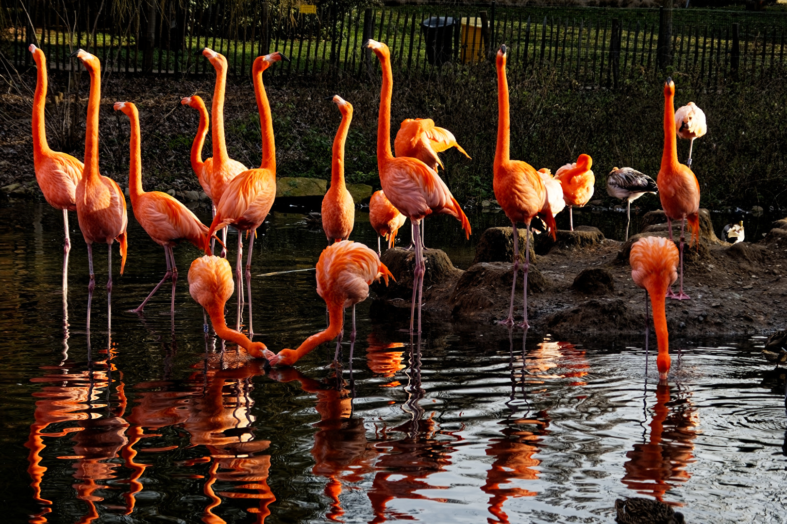 Flamingos
