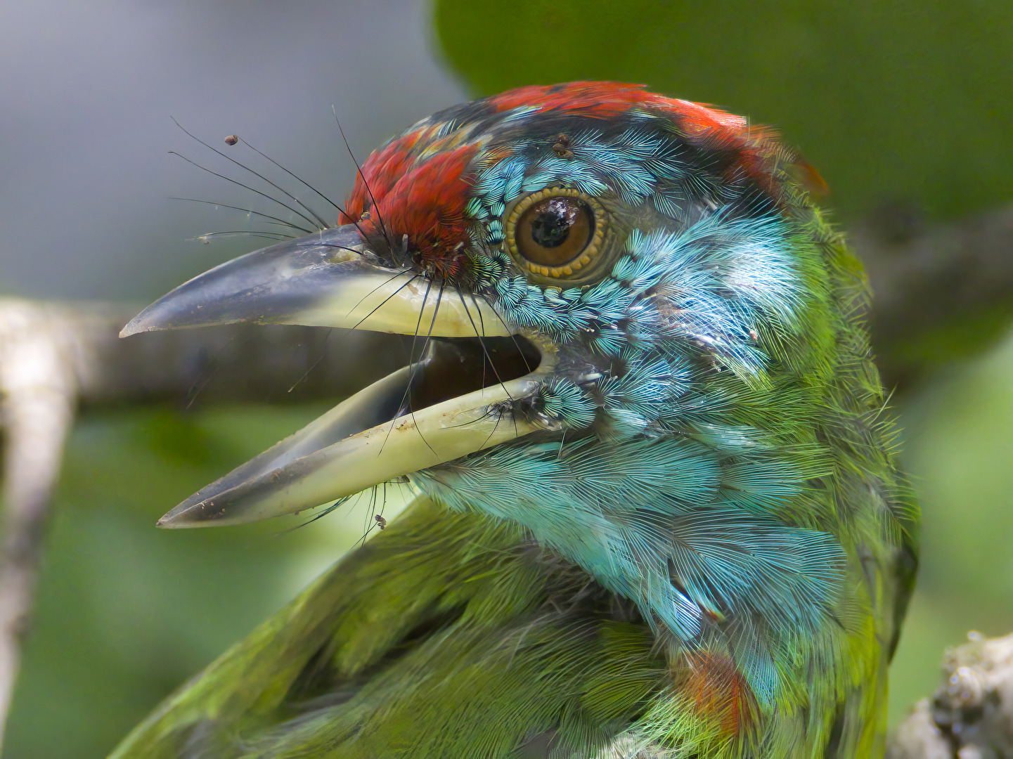 Blue-throated Barbet