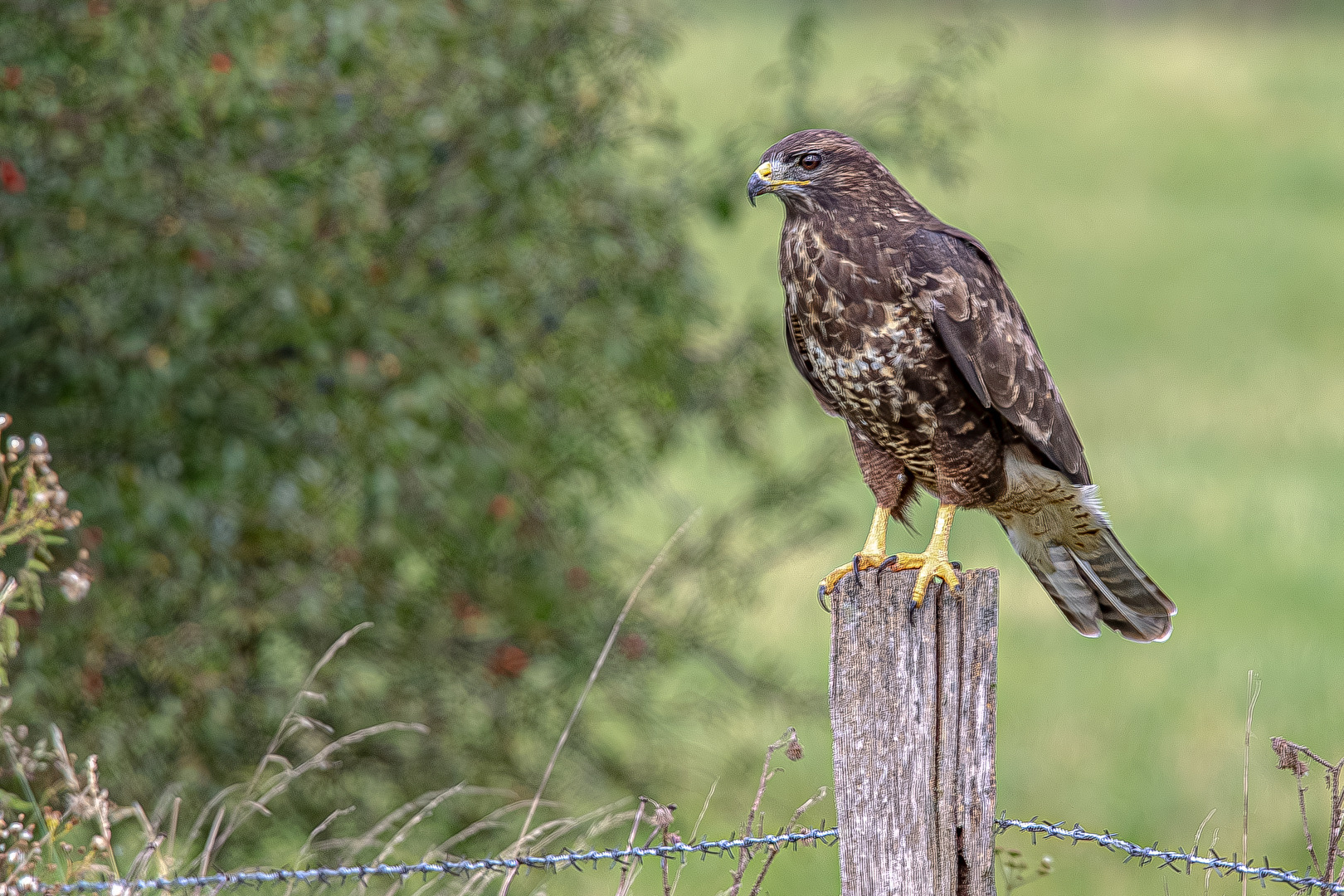 Mäusebussard