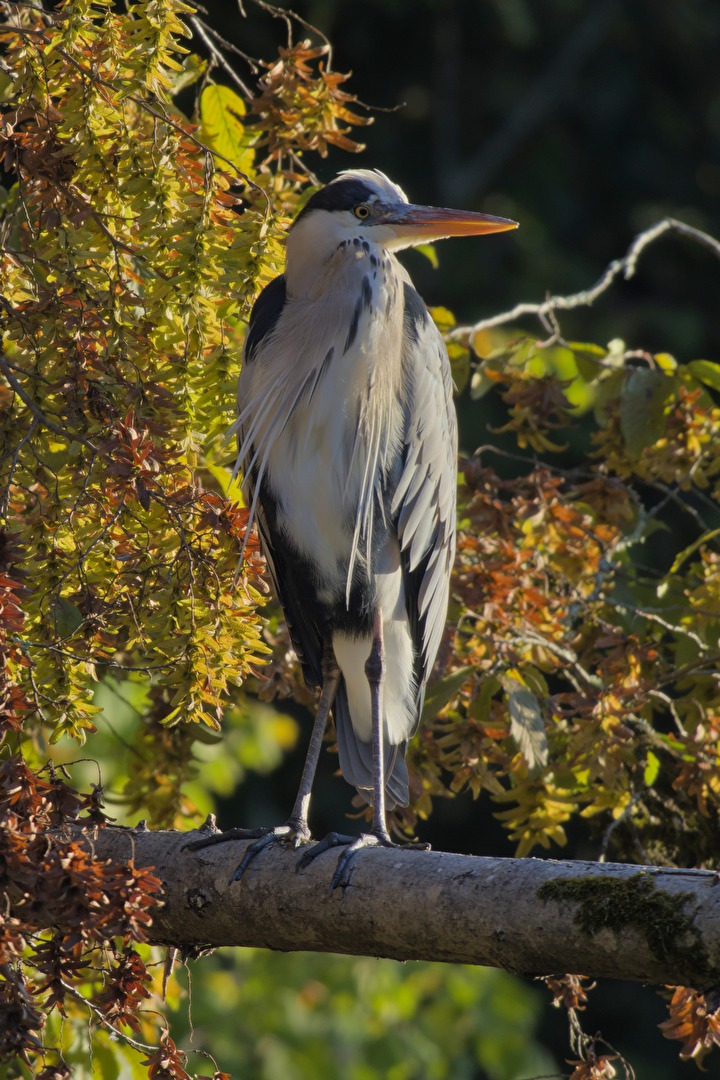 der Graue in der herbstlichen Morgensonne