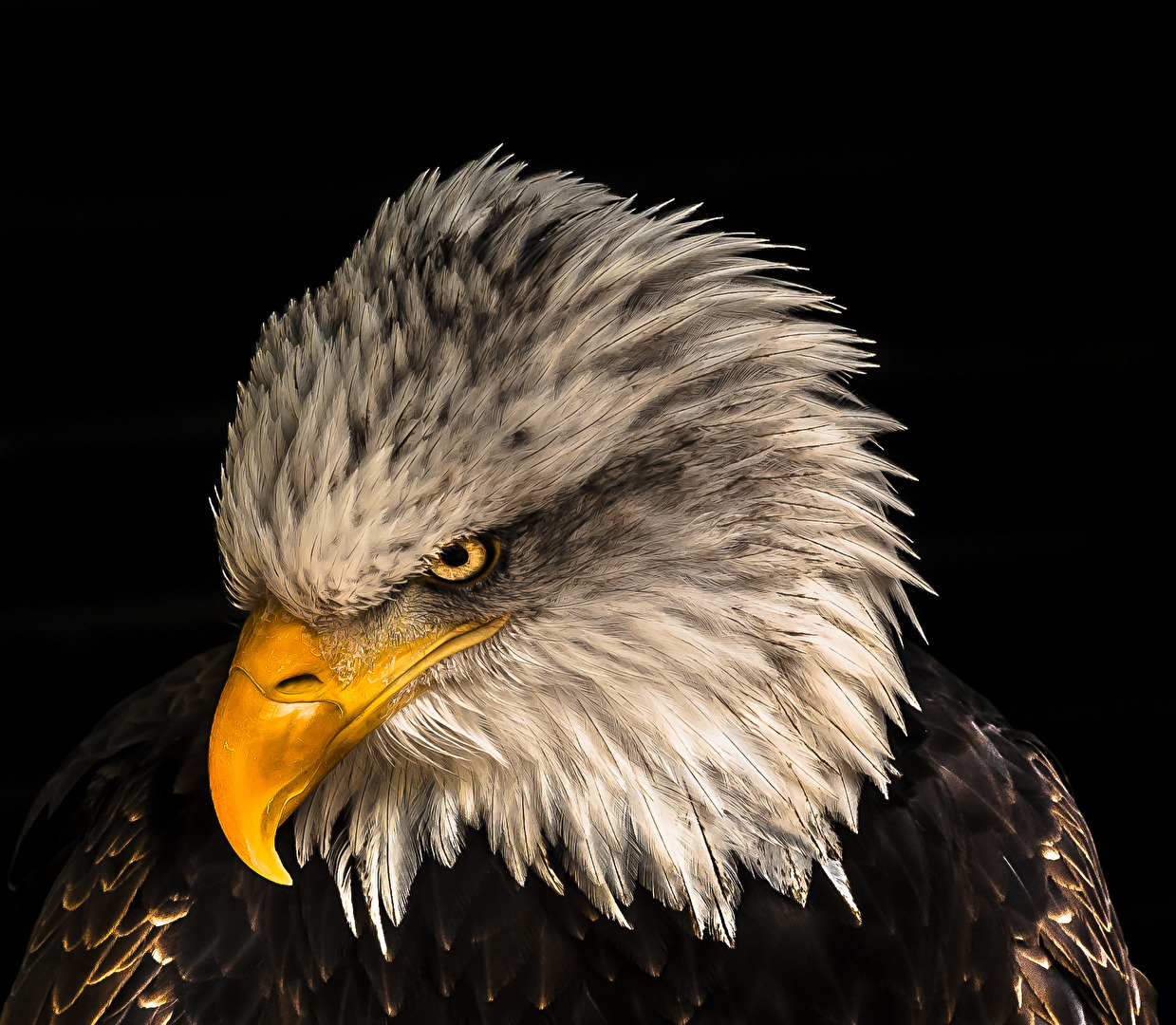 Weisskopfseeadler