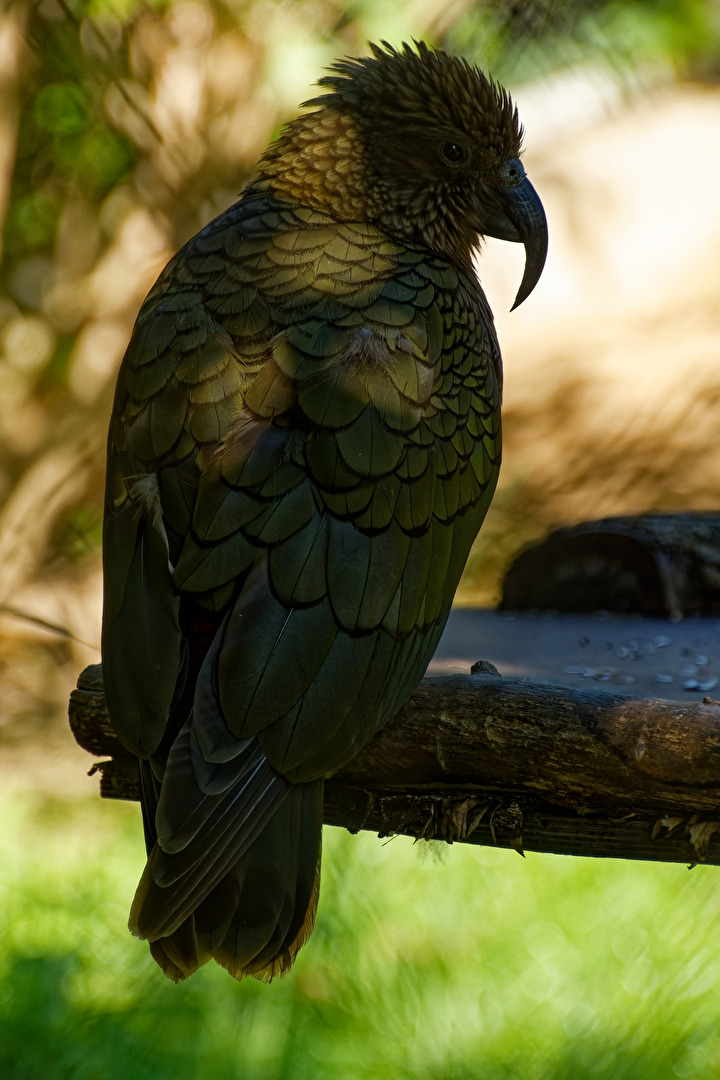 Kea