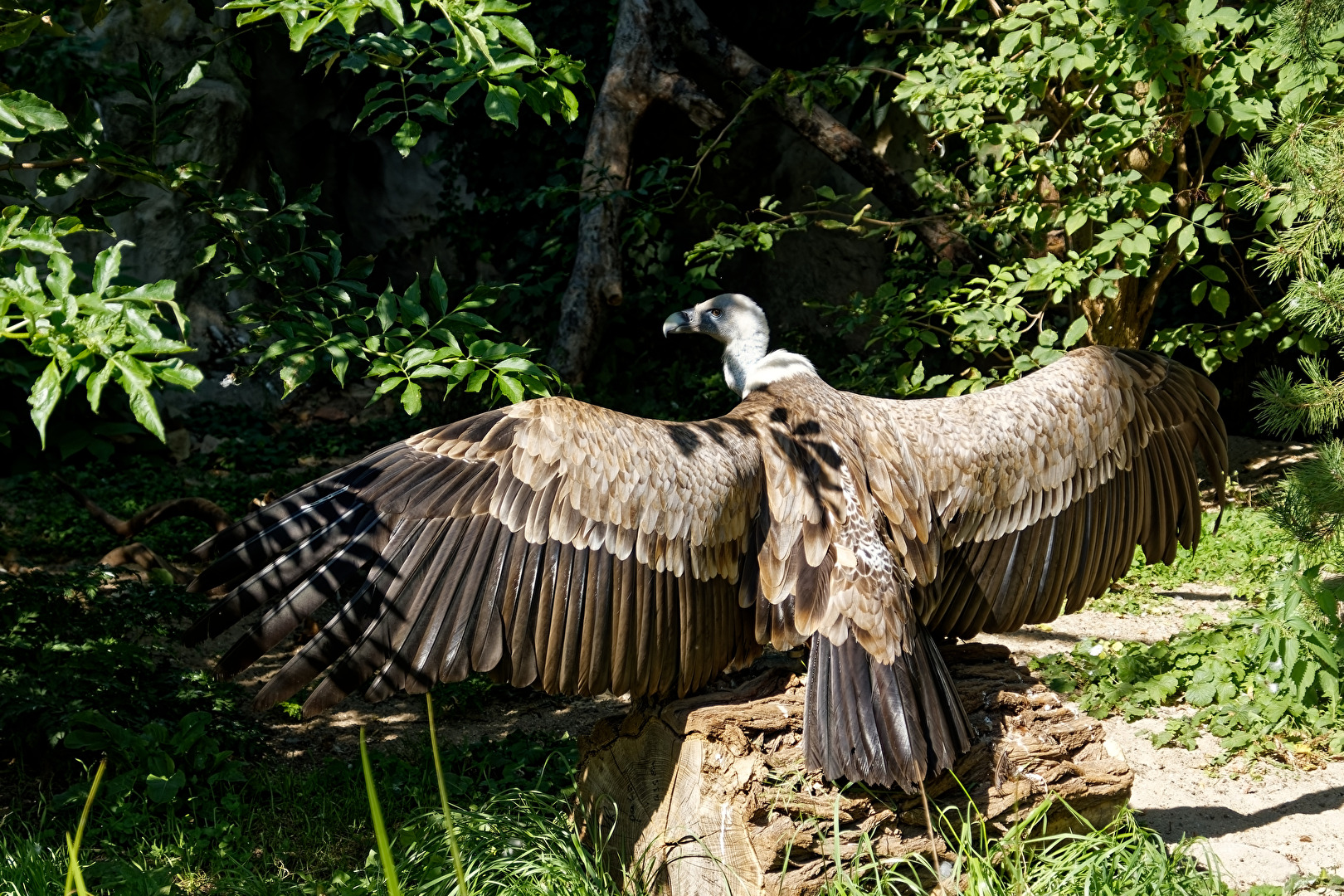 Gänsegeier