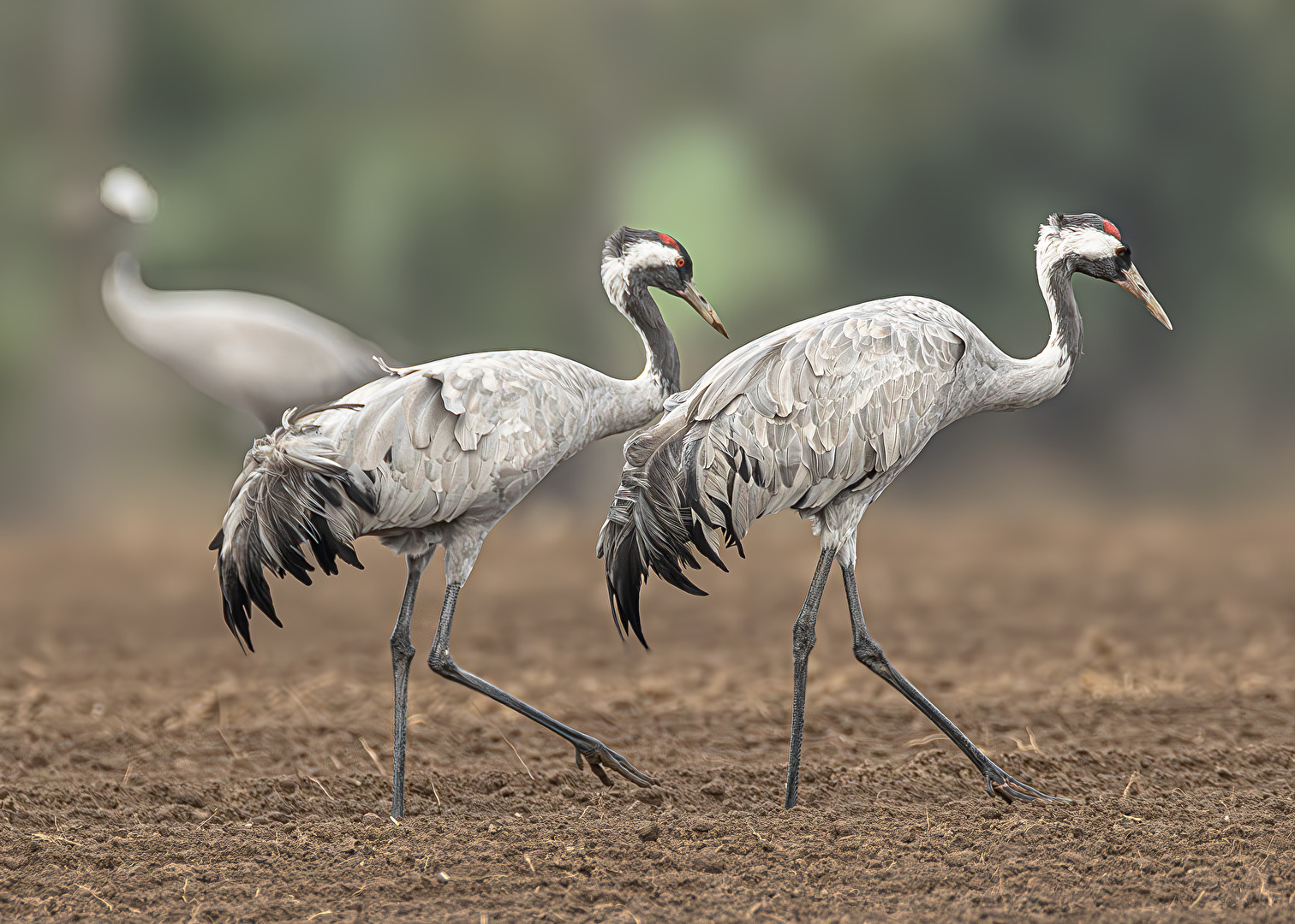 Kraniche 2023, hier im Darßer Bodden