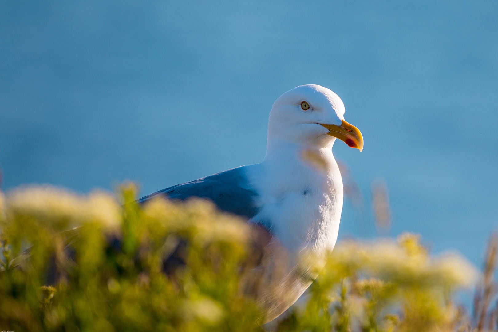 Möwe auf Helgoland