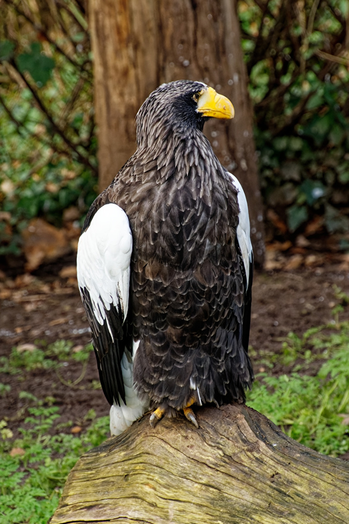 Riesenseeadler