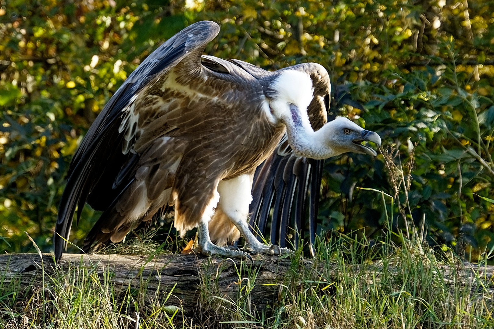 Gänsegeier