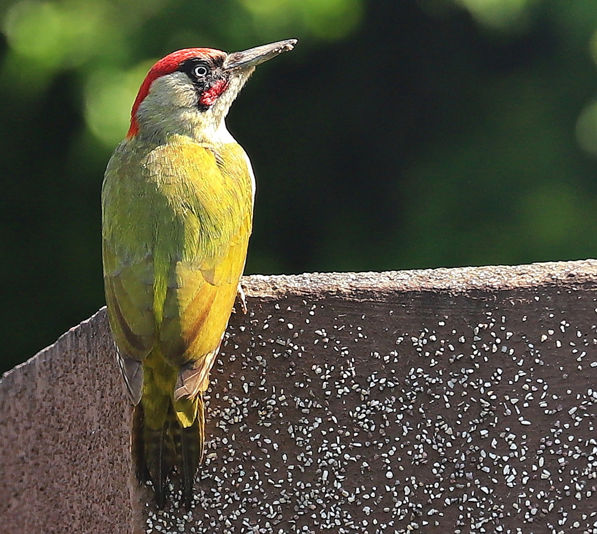 Grünspecht in der Sonne