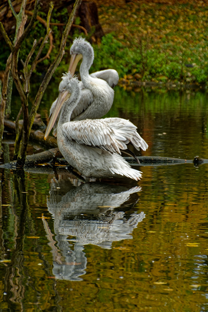 Pelikane