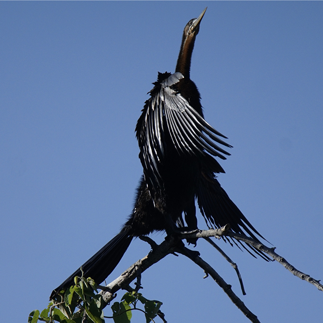 #Schwarz - Anhinga rufa