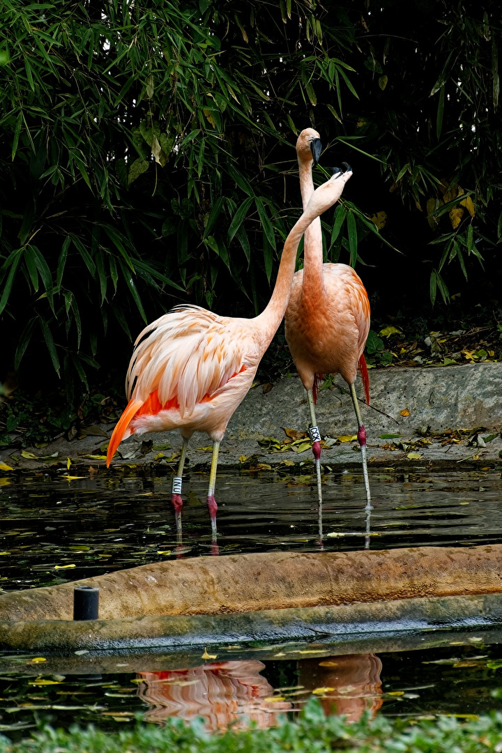 Flamingos