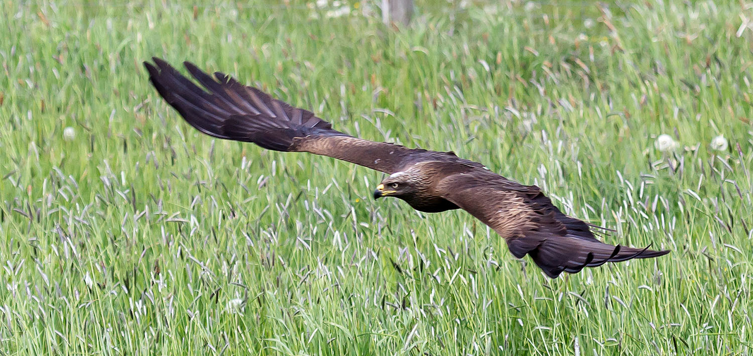 Im Gleitflug über eine Wiese