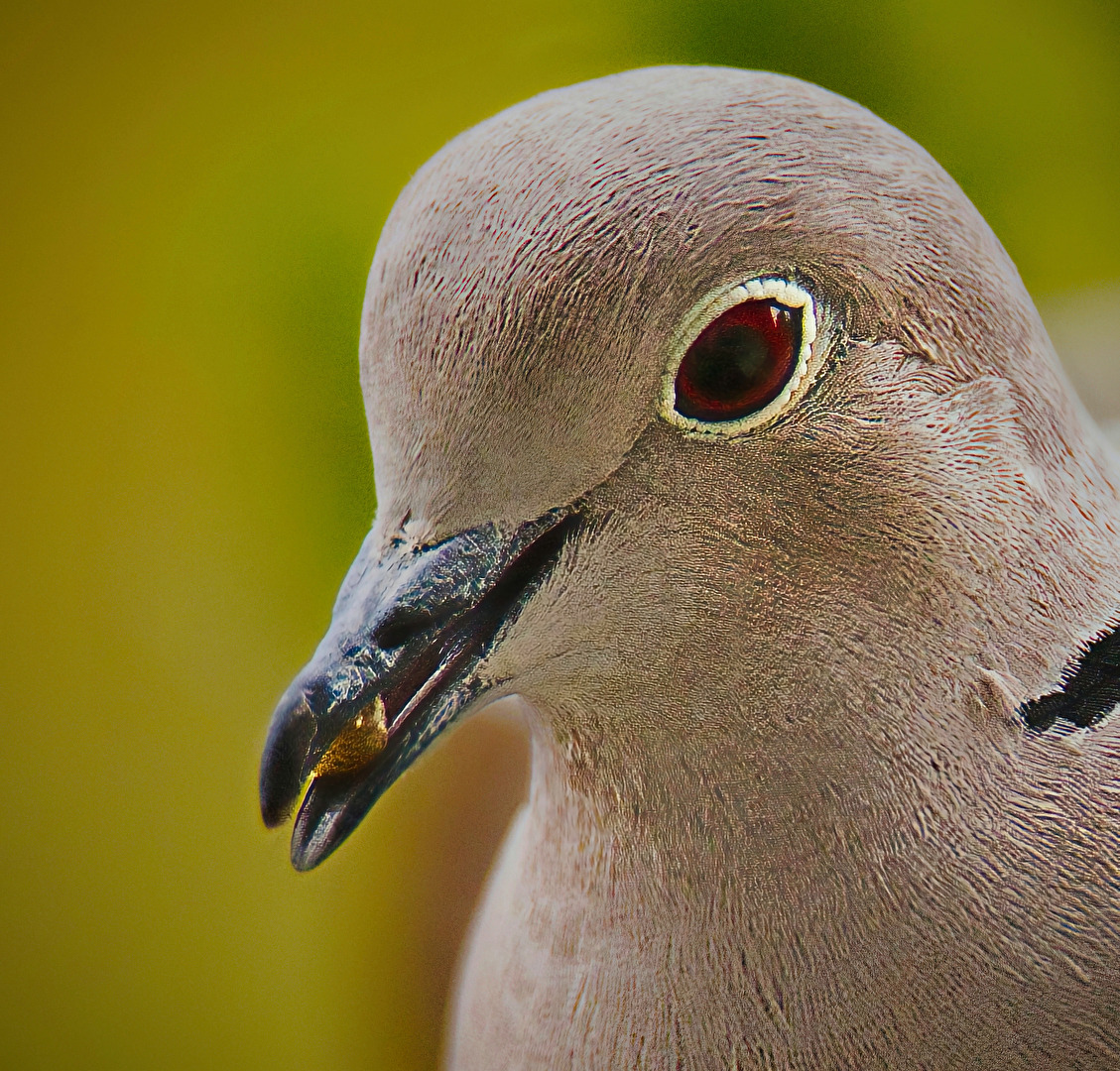 #Vogelfütterung