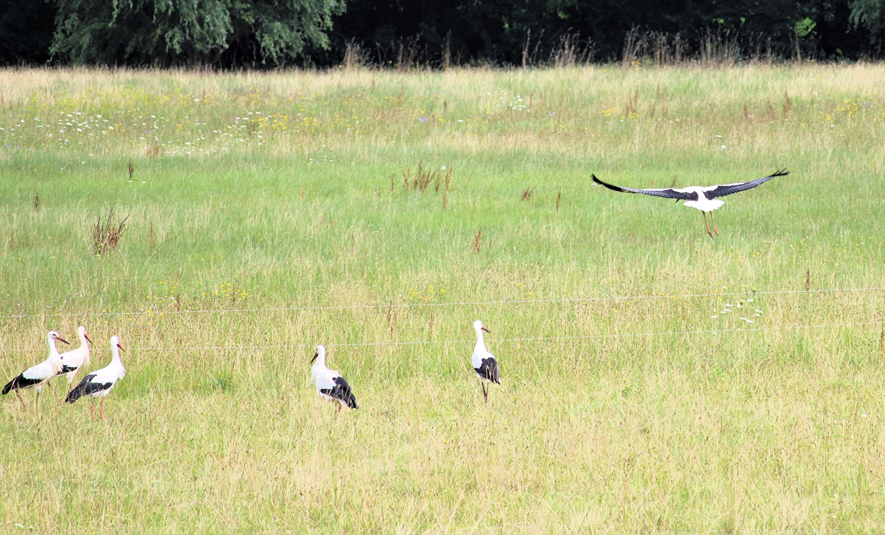 Auf einer Wiese bei Wethau