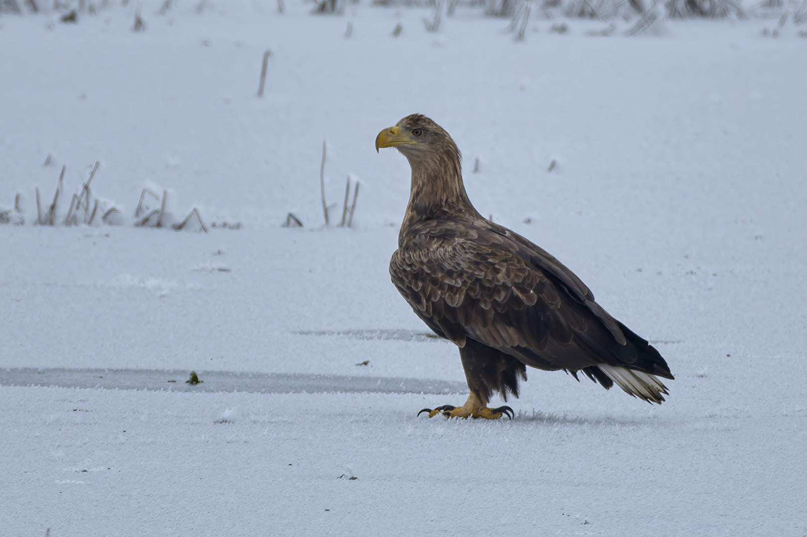 Seeadler