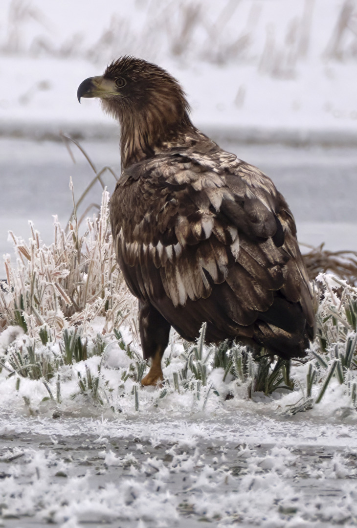 Seeadler