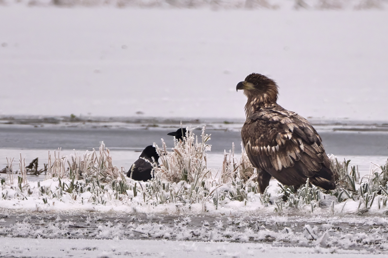 Seeadler