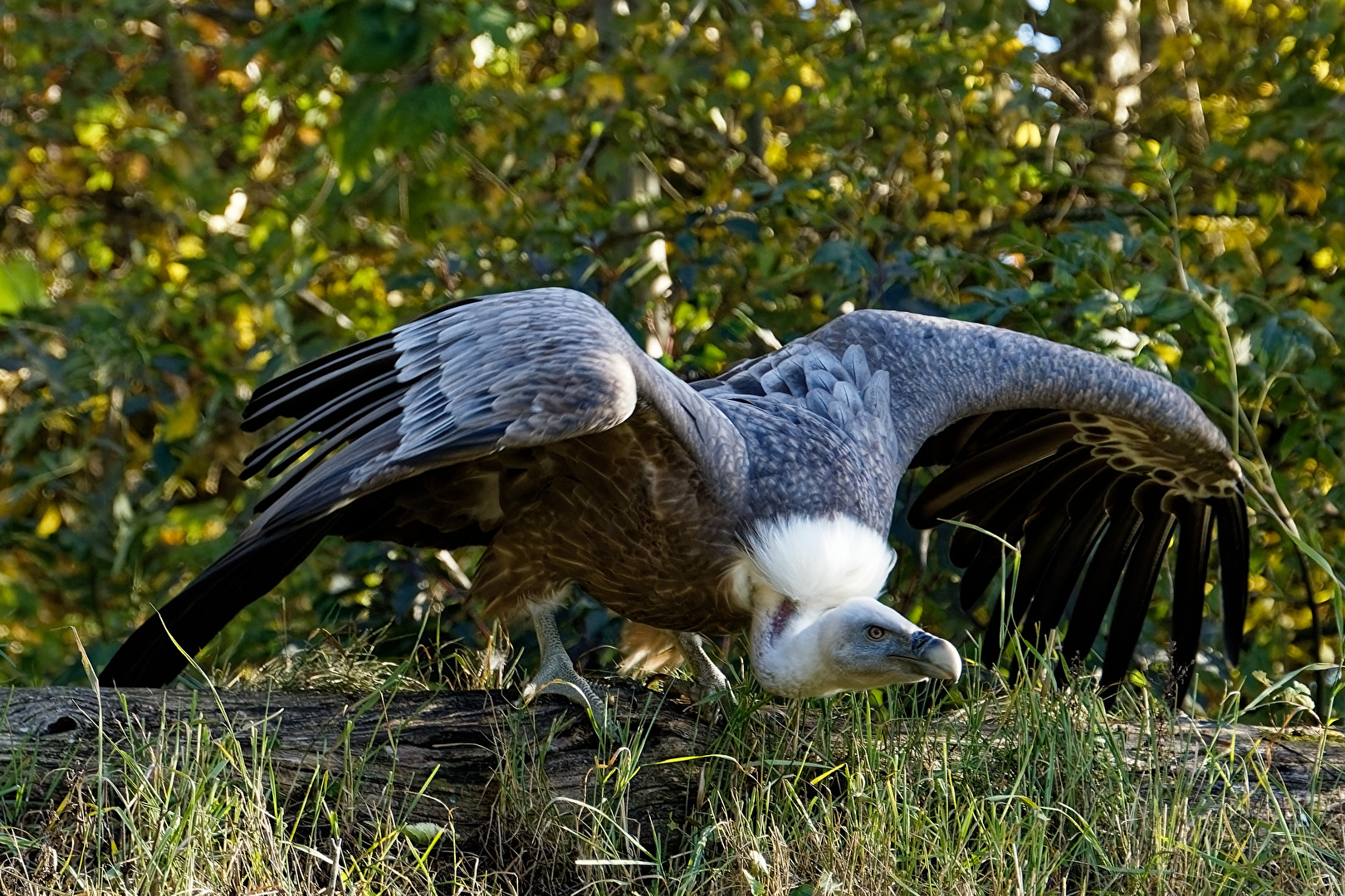 Gänsegeier