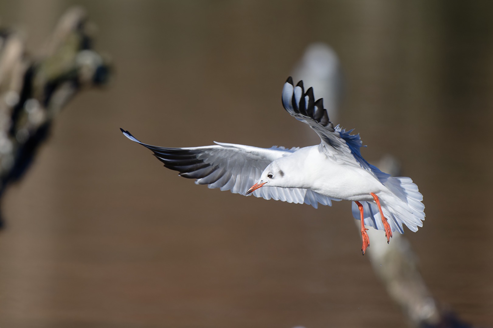 Lachmöwe im Landeanflug