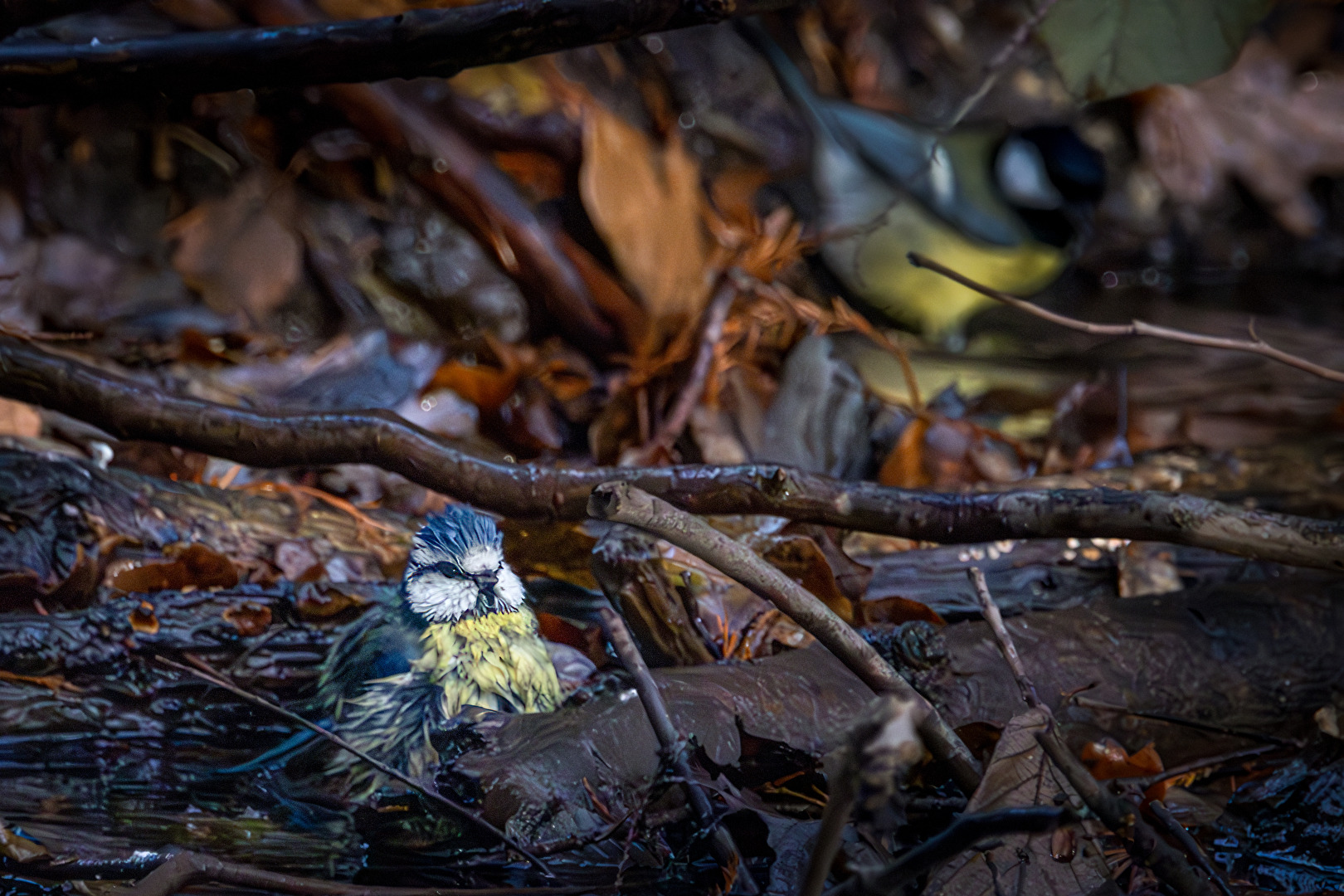 Auf jeden Fall kein nasser Pudel!