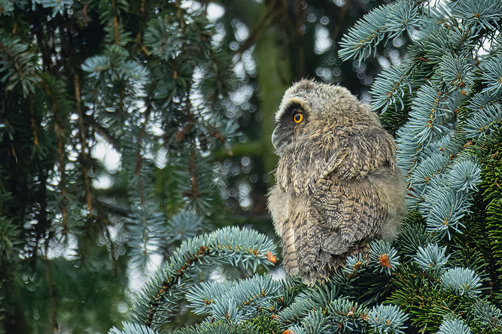 Vögel