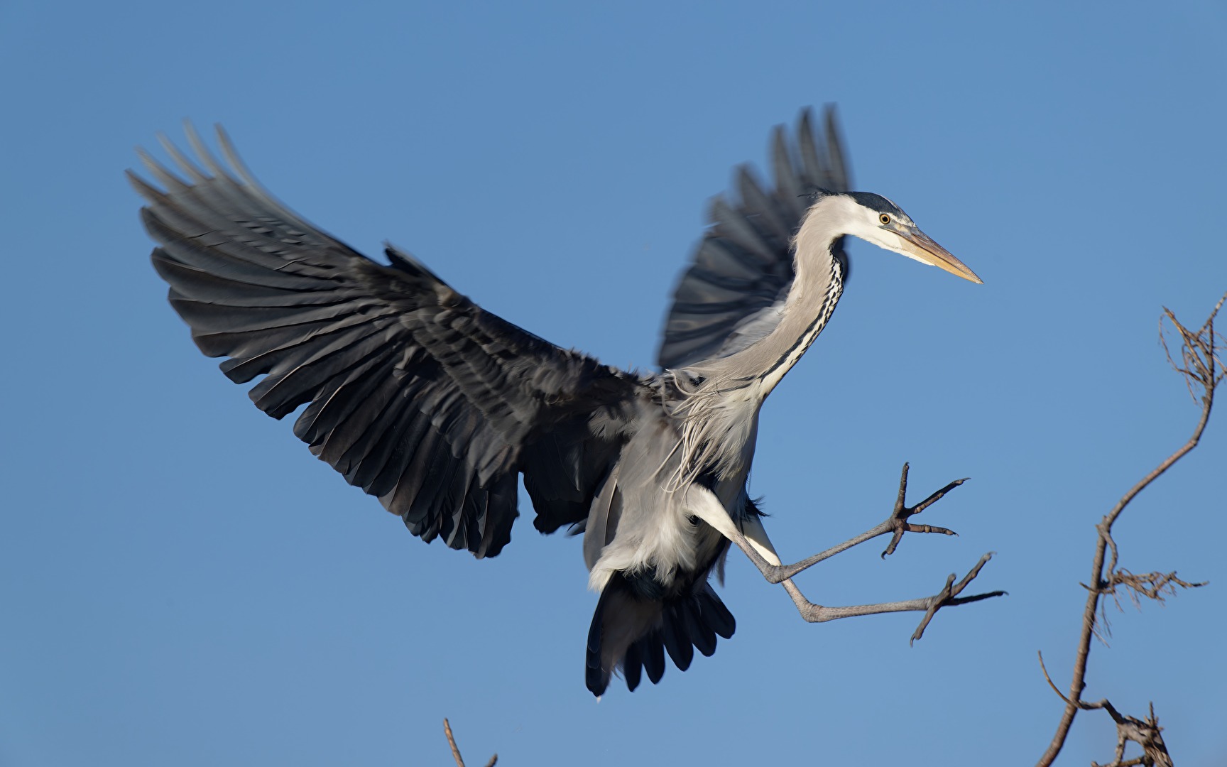 Landeanflug eines Graureihers