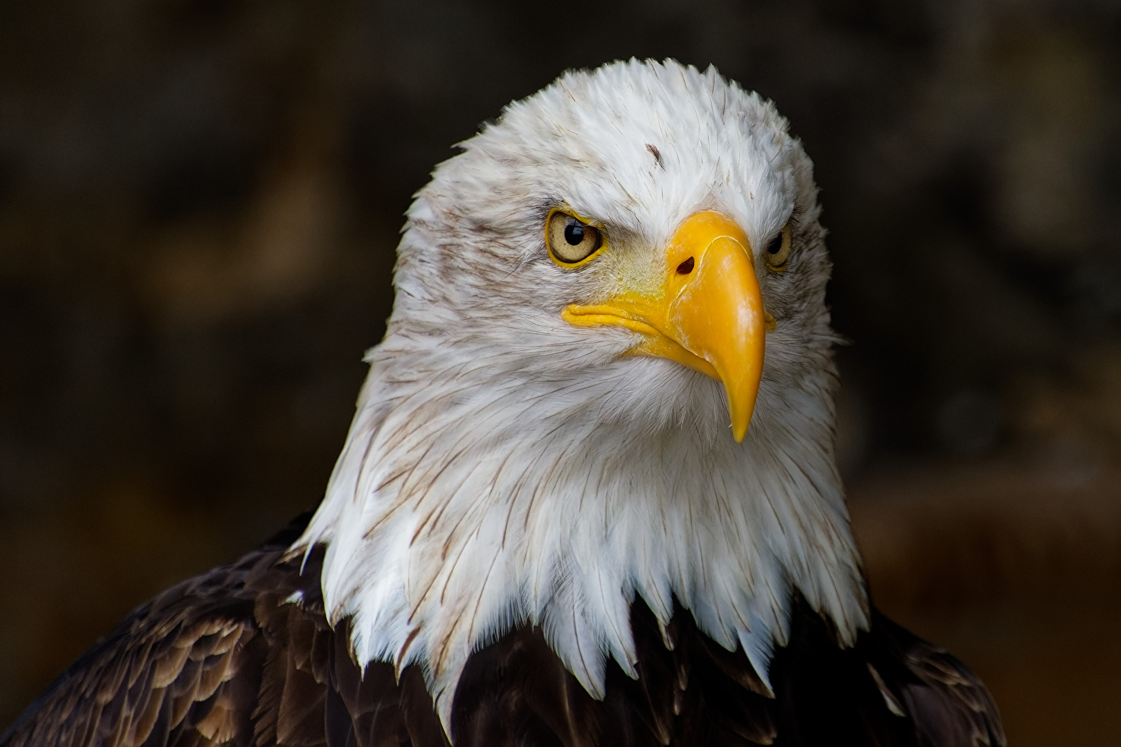 Weißkopfseeadler