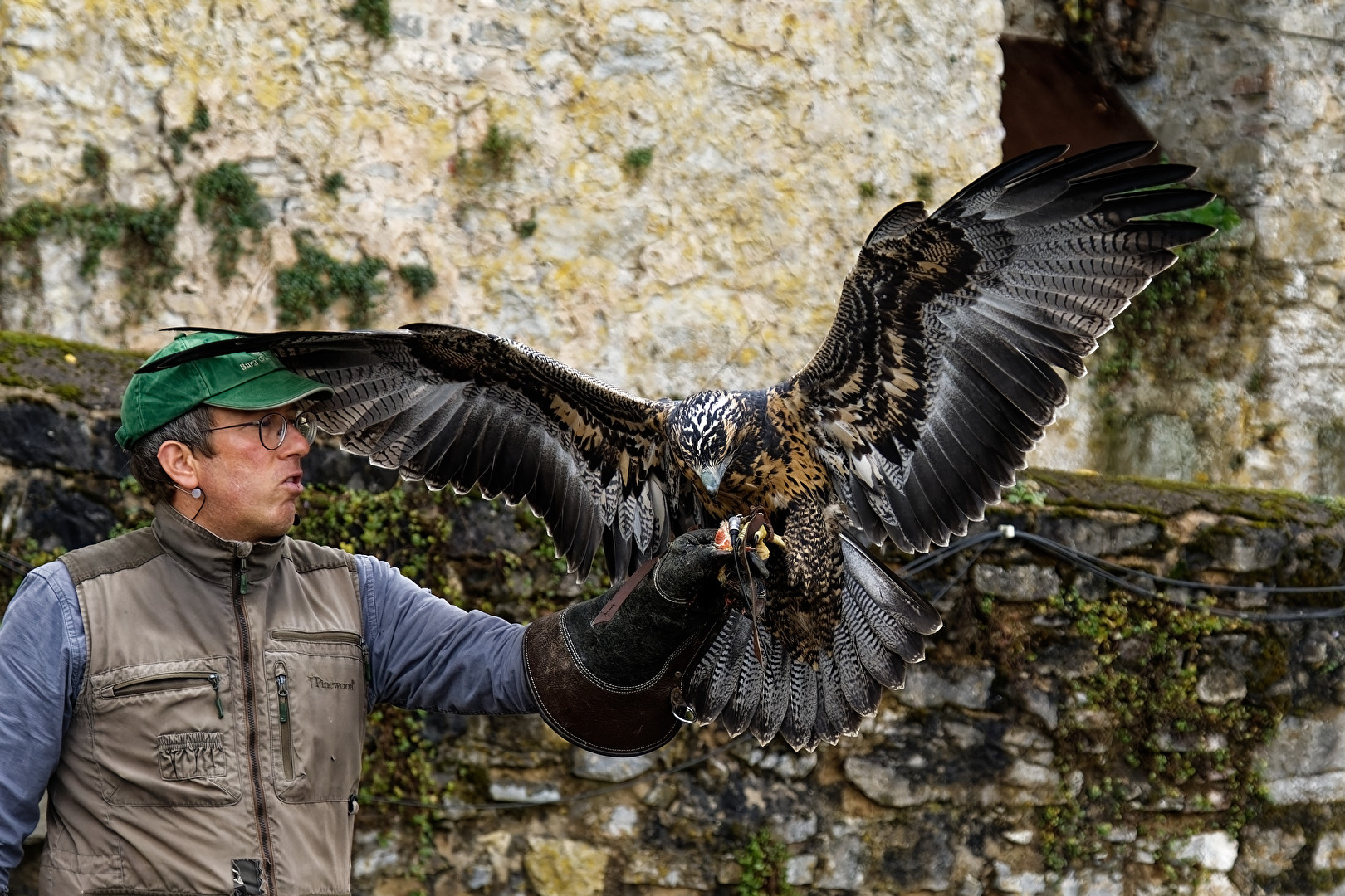 junger Weißkopfseeadler