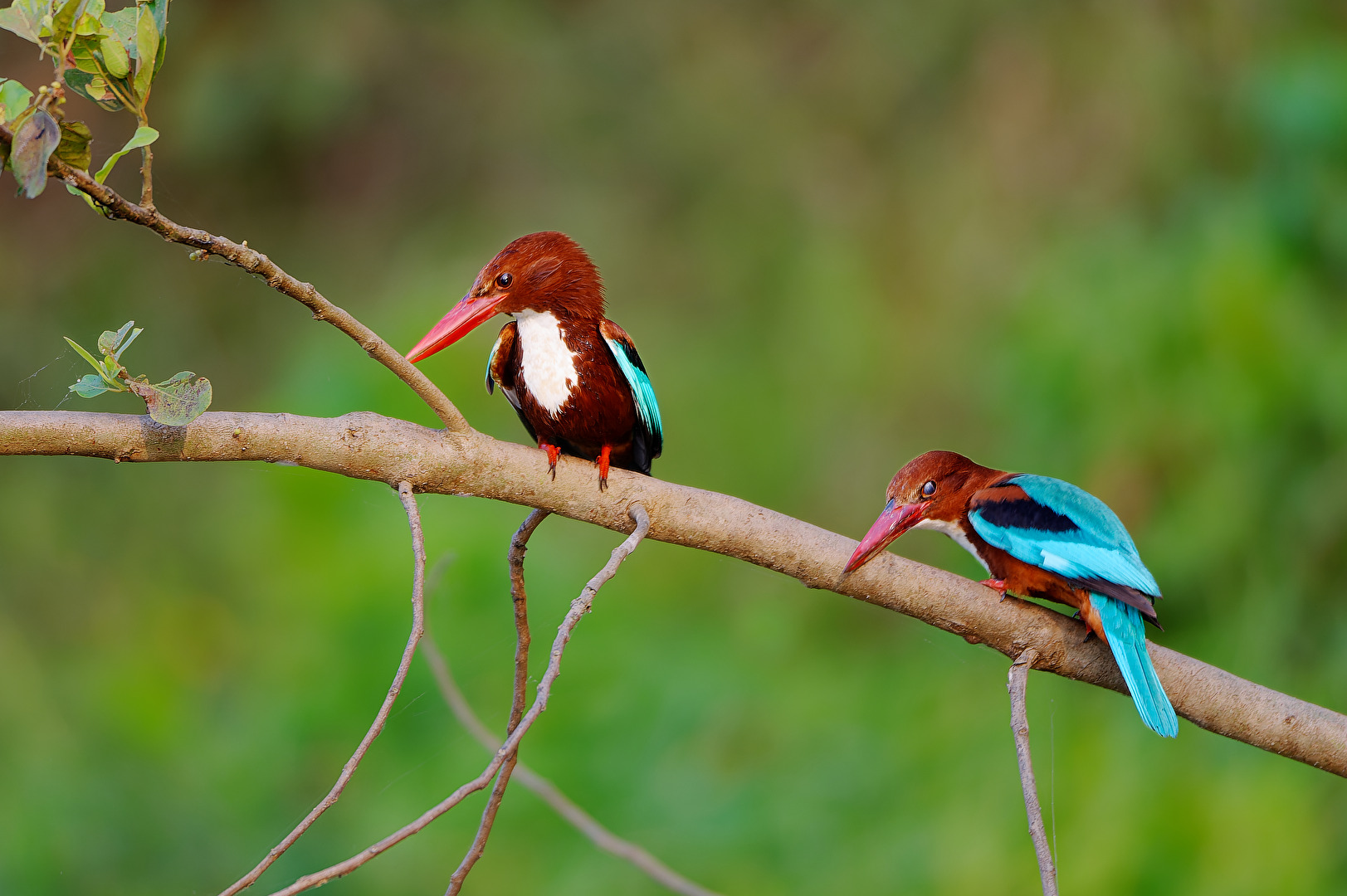Vögel Braunlieste oder auch White throated kingfisher (Halcyon smyrnensis)