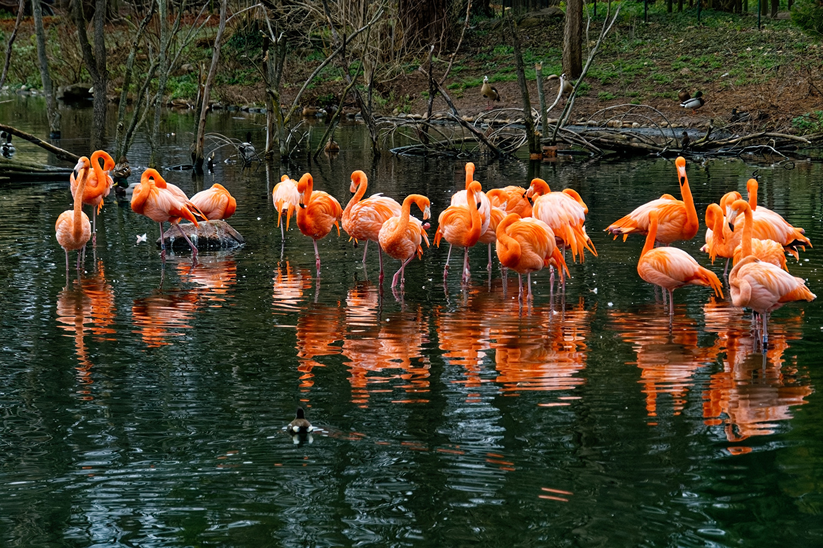 Flamingos