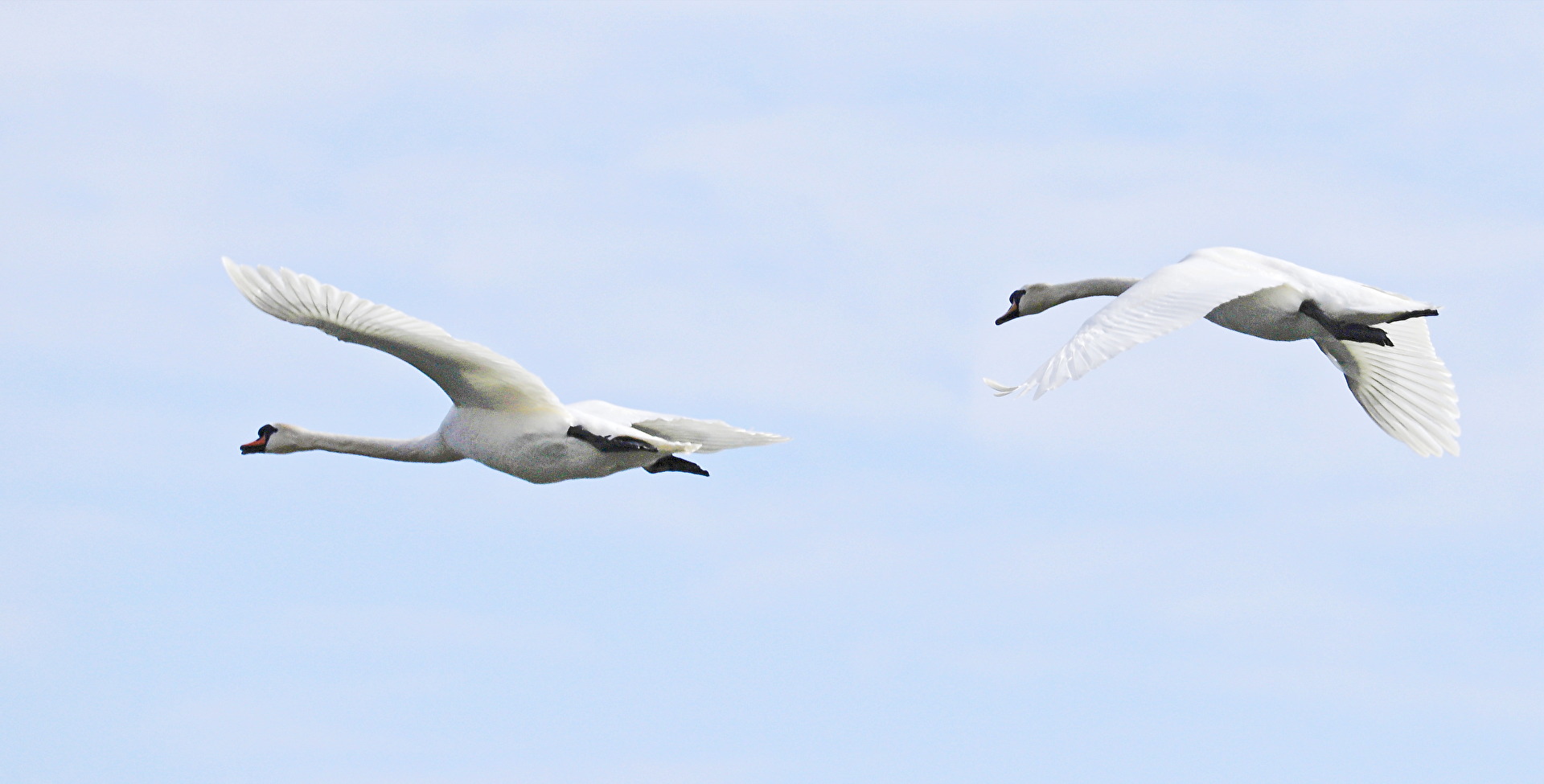 Vögel